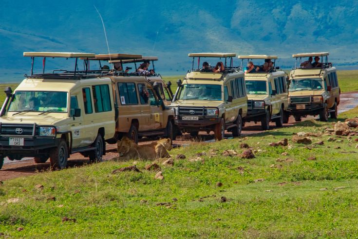 Tours & safaris / wildlife safaris
